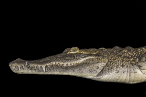 American crocodile swimming in a cenote on the edge of th... by Craig Mcinally 